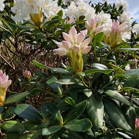 In Ubby בית הארחה קלונדבורג